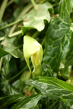 Arum italicum subsp. italicum 'Marmoratum' RCP 5-2014 238.JPG